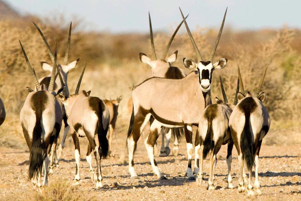 Tutwa Desert Lodge Augrabies エクステリア 写真
