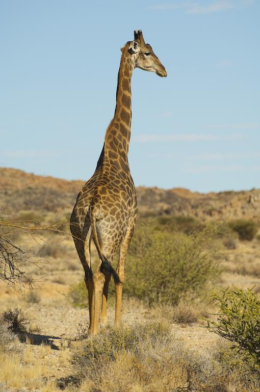 Tutwa Desert Lodge Augrabies エクステリア 写真